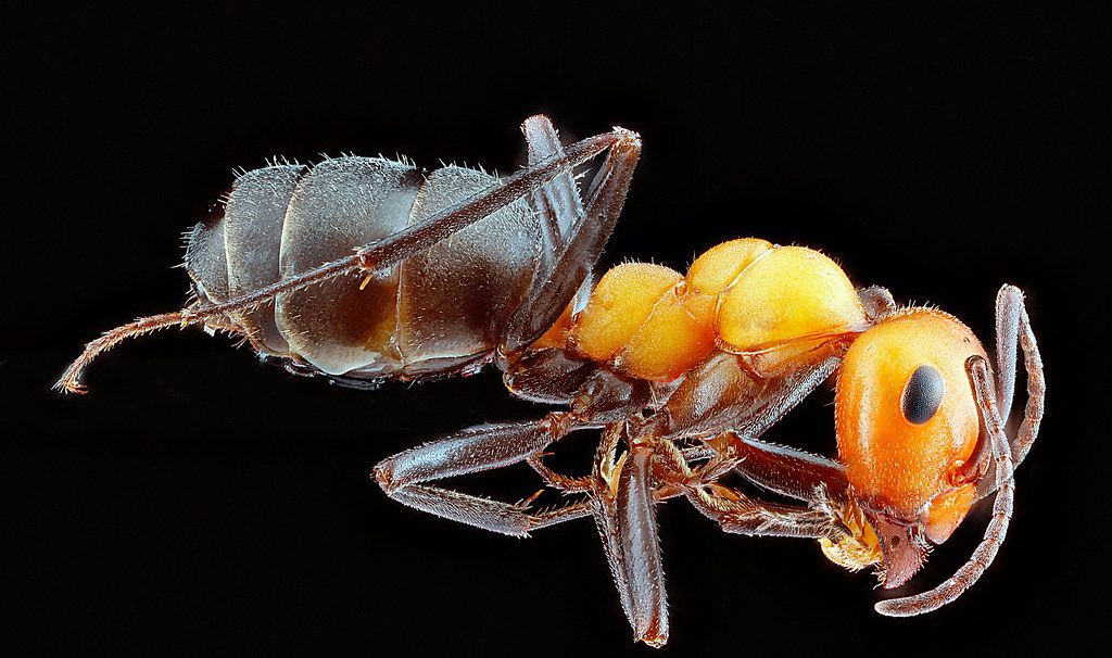 Ant Control service in Raleigh, NC