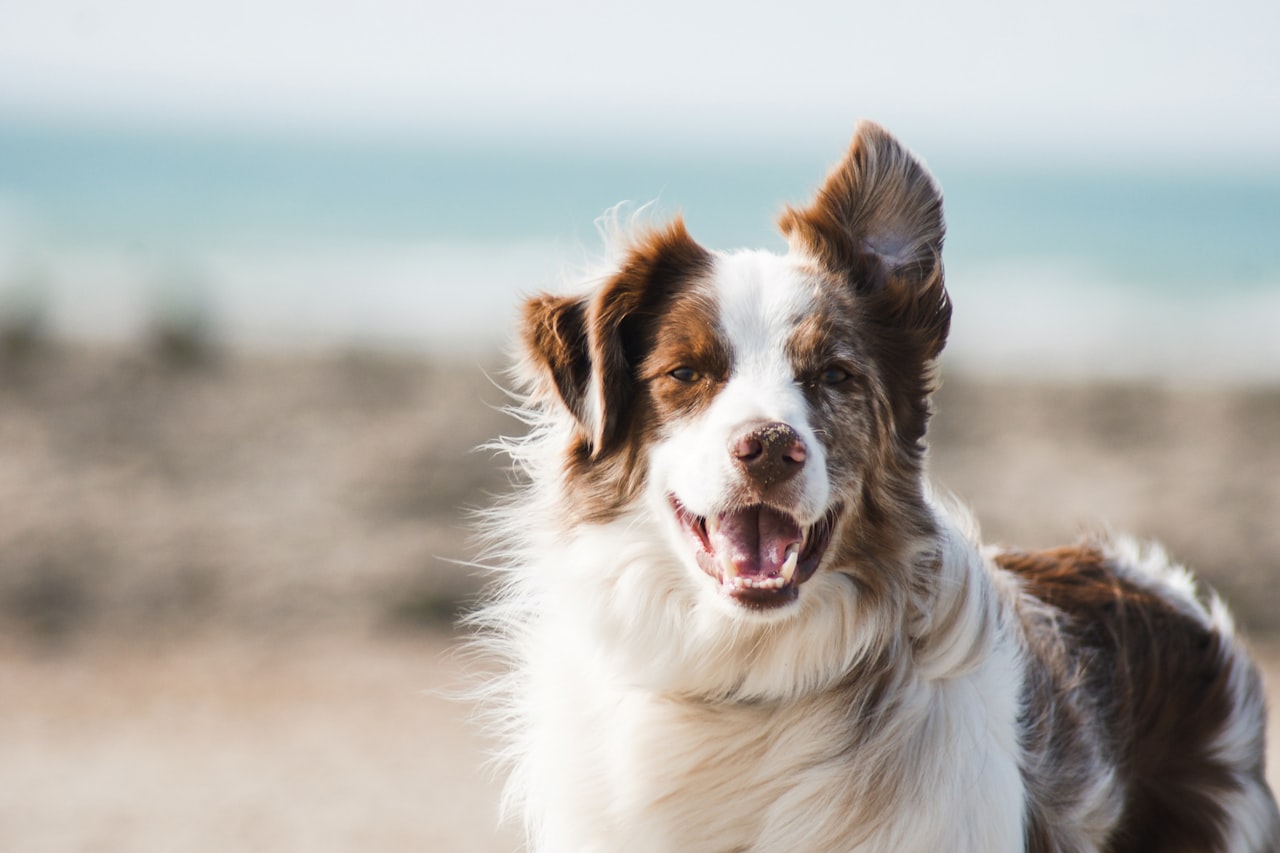 Flea & Tick Control service in Raleigh, NC