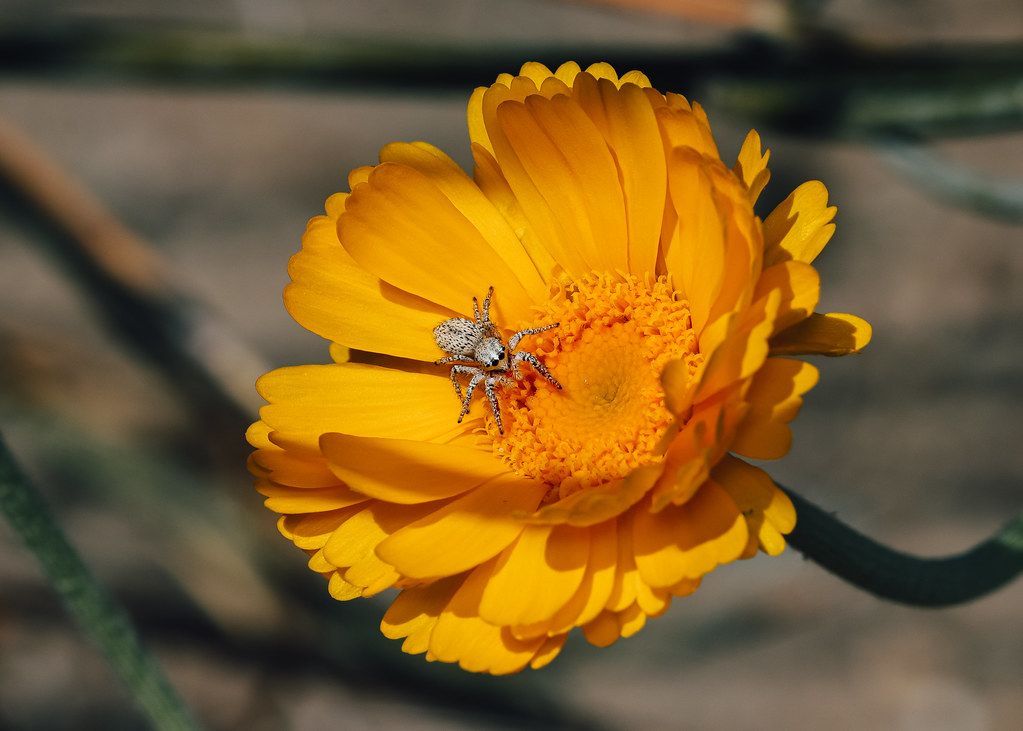 Spider Control service in Raleigh, NC